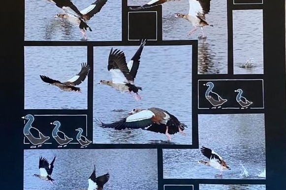 Car lundi les canards vont à la mare...