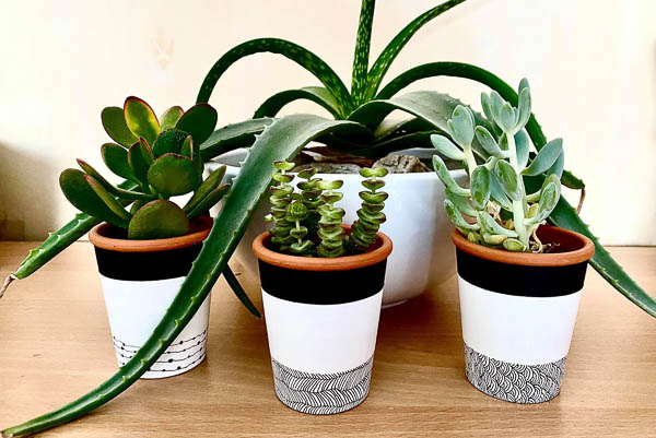 Zentangle petits pots de succulentes décorés